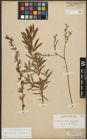 Foto von Salix purpurea L. x Salix repens L.